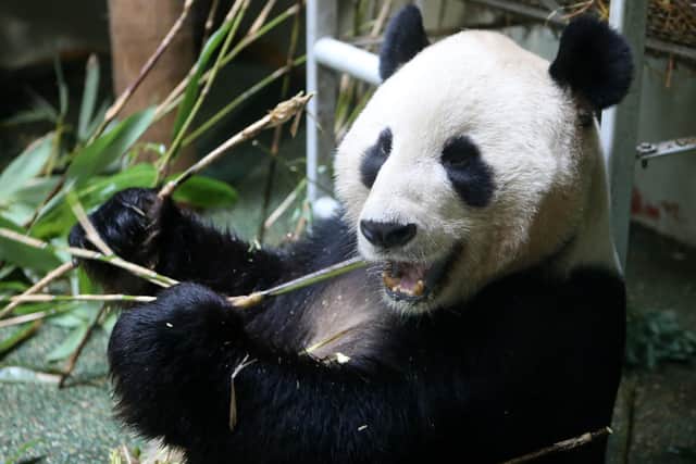 Male panda Yang Guang eats bamboo in his enclosure at Edinburgh Zoo (Photo: Andrew Milligan).