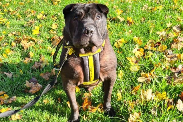 Edinburgh rescue dog Gregor has been described as wonderful and gentle