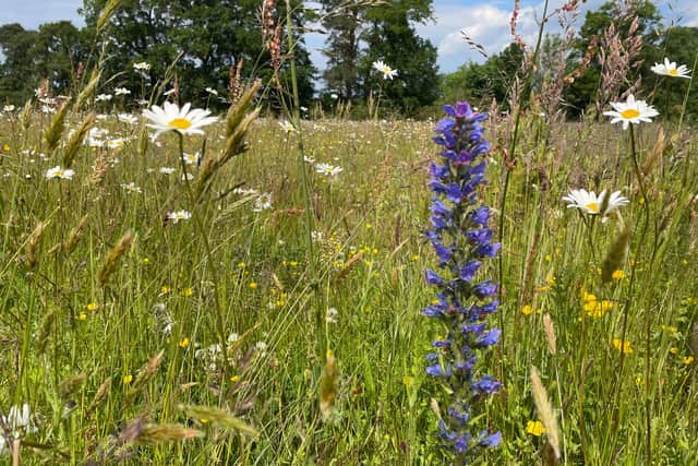 The Seilich wildflower meadow, near at Pathhead.