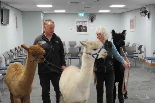 Alpacas and a miniature pony paid staff at court a visit
