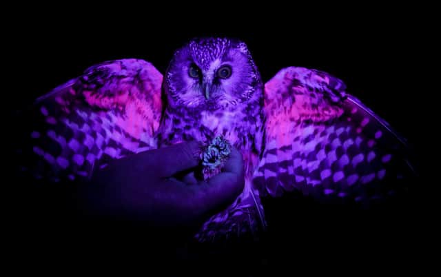 Tengmalm Owls, six-year-old Alpha and six-month-old Pearl are lit by UV black light at Scottish Owl Centre