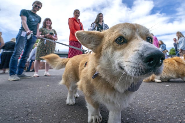 Crumble before the start of the first ever Corgi Derby to mark 70 years of The Queen's reign, at Musselburgh Racecourse, on day four of the Platinum Jubilee celebrations.