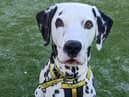 Edinburgh rescue dog Pongo the dalmatian is available at Dogs Trust West Calder