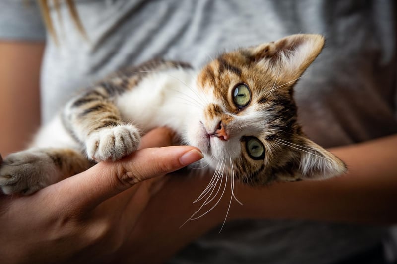 The likes of scratch posts, matts, and wall trees, allow cats to stretch out their muscles, de-stress and also socialise with other cats by keeping pheromone marks fresh.