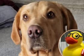 Five-year-old Benji has to receive emergency care at Vets Now care after wolfing down right rubber ducks. Vets Now clinics and hospitals are open through the night, seven-days-a-week to treat any pet emergencies that may occur
