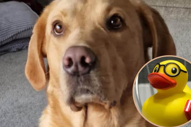 Five-year-old Benji has to receive emergency care at Vets Now care after wolfing down right rubber ducks. Vets Now clinics and hospitals are open through the night, seven-days-a-week to treat any pet emergencies that may occur