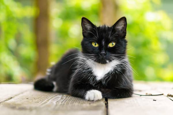 There are things to consider before buying a cat. Photo: Adobe