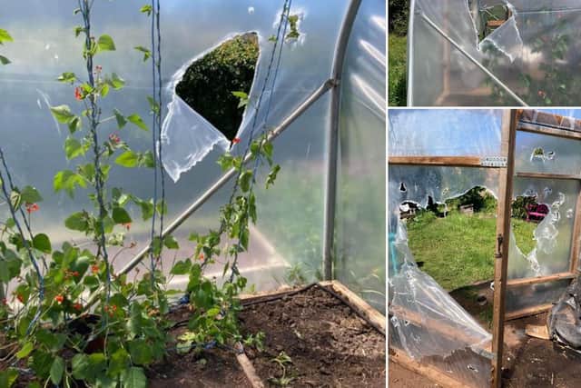 East Lothian crime news: Belhaven Community Garden team 'shocked' as polytunnel damaged by vandals