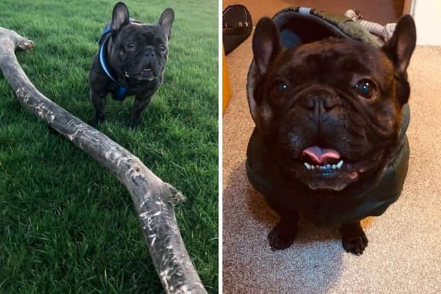 Doriana Chodor was walking in Hesperus Crossway at 3.15pm on Thursday, July 9, when her five-year-old French Bulldog, Hugo, was hit by a white van.