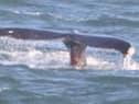 Wildlife enthusiast Ronnie Mackie took pictures of the whale's injuries.