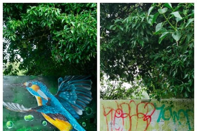 A street artist was commissioned to cover graffiti tags at Inveresk Gardens.