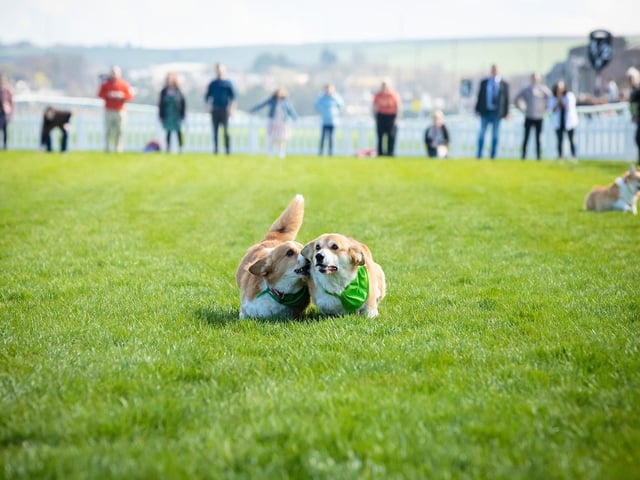 Nibbling the oppositon in The Famous Musselburgh Corgi Derby