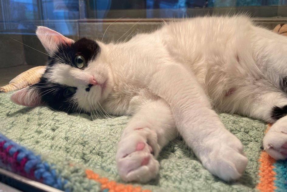 Animals up for adoption