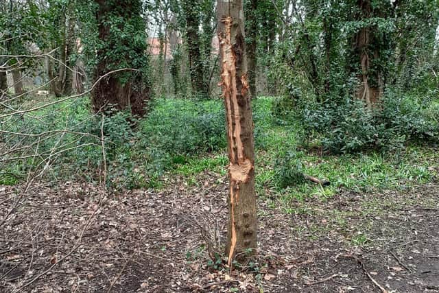 Magdalene Woods, within the grounds of the Newhailes National Trust Estate, was targeted by vandals this week.