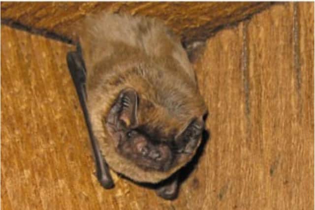 'It is an offence to capture, injure or kill a bat, disturb a bat in a roost or to damage or obstruct a roost' remind Police