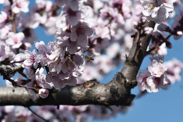 Can bees change the colour of cherry blossom? (Picture: Sakis Mitrolidis/AFP via Getty Images)