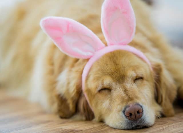 Keeping your pup clear of chocolate eggs this Easter is one of the biggest thing you can do to keep them happy and healthy.