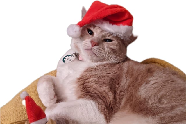 Ginger cat Jess is wearing a Santa hat - shared by Shiraz Avraham.