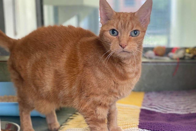 Polly is an older lady who is looking for a nice comfy home where she can snuggle up on a snuggly blanket. She is the sweetest girl and loves a good head scratch and chin rub.
