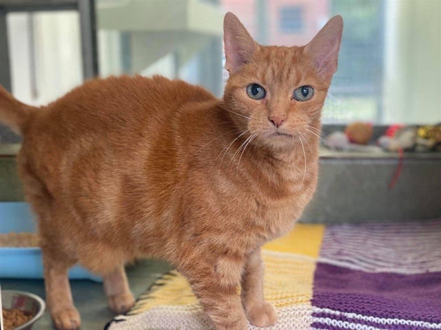 Polly is an older lady who is looking for a nice comfy home where she can snuggle up on a snuggly blanket. She is the sweetest girl and loves a good head scratch and chin rub.