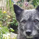 Bloc the terrier has been missing from Edinburgh since May 3.