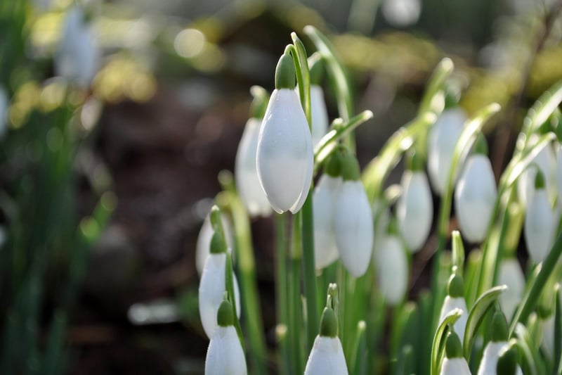 Located near Stobo Castle, in the Scottish Borders, Dawyck Botanic Gardens is known for being one of the world’s finest arboreta, but also comes alive with thousands of snowdrops every February.