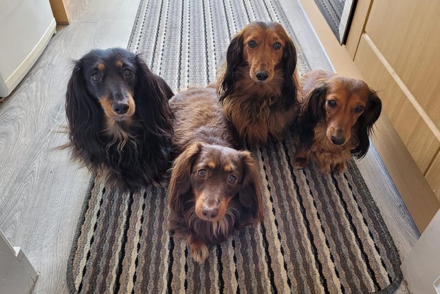 Pauline McDowell send in this lovely photo of her Miniature Long Hair Dachshunds Clara, Bea, Eva and Hazel.
