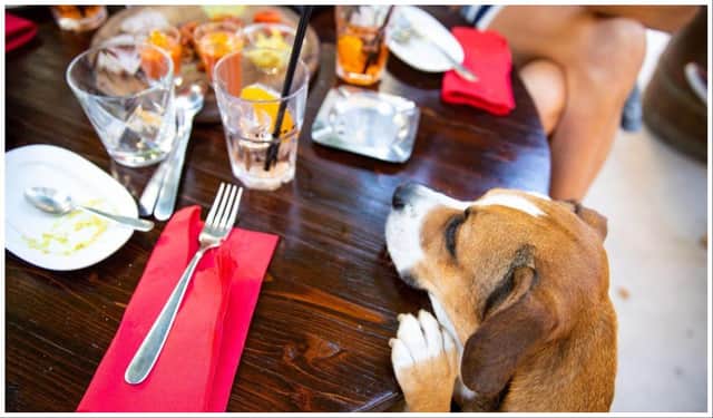 Take a look through our photo gallery to see what The Good Food Guide reckons to be the most dog friendly restaurants in Edinburgh.