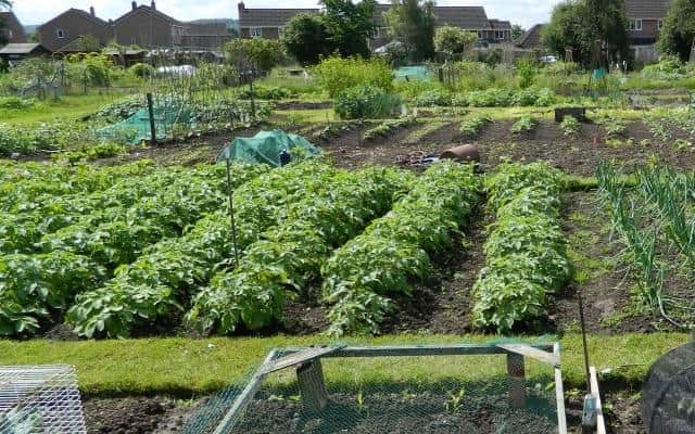 The demand for allotments is growing.