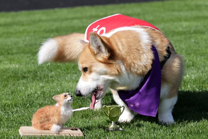 Rodney, winner of the Corgi Derby at Musselburgh Racecourse, gives his prize a good sniff.