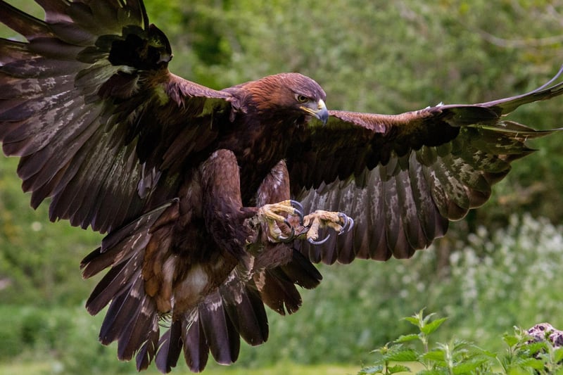The island of Mull is a wildlife paradise all year round, including being home to the UK's two largest raptors - the white-tailed sea eagle and the golden eagle. Reduced daylight hours in the winter mean less time to feed and an incresed chance of seeing them. The same is true of the otters that live on th Mul coast.