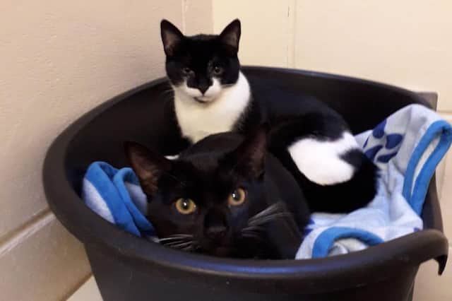 The two cats have been rescued after they were found in a bag.