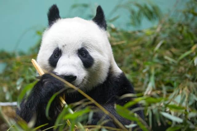 Tian Tian in her enclosure at Edinburgh Zoo