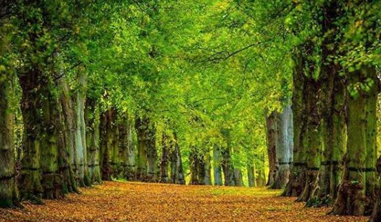 Fallen leaves create golden paths. From @atmospheric_images