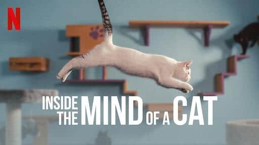 mind of cat