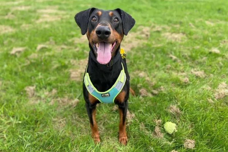 Duke is an eight-year-old Dobermann who is sure to make a fantastic and lively addition to his future household. Duke loves to play fetch with his tennis ball and would love to have direct access to a secure garden to continue his training. Duke can be worried around other dogs so would prefer to be the only pet in the home and would be happy sharing his home with children over the age of 12. He would like to have company for most of the day and is looking for a family with experience of looking after dogs.