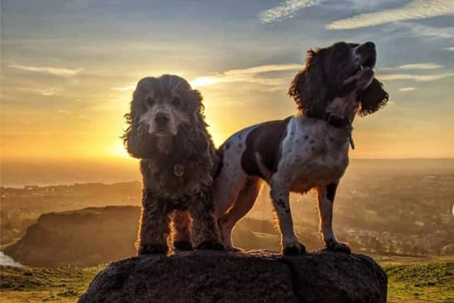 Toby and Queenie do everything together, including sunrise walks (Credit: @tobyandqueenie)