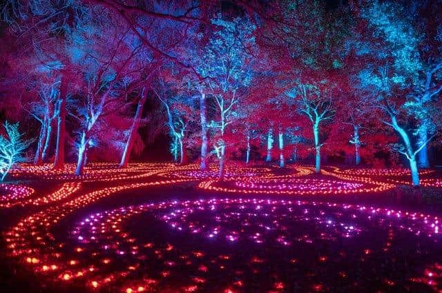 Christmas at the Botanics is a spectacular illuminated trail through the garden
