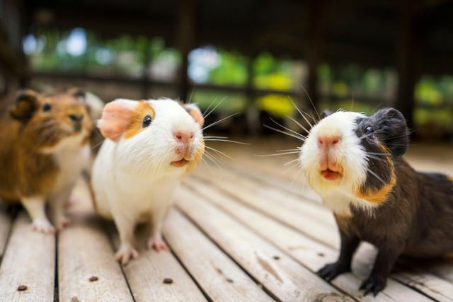 Around 1.5 per cent of British households have at least one hamster enjoying running around on a wheel. The most popular breed of this cute rodent is the golden, or Syrian, hamster.