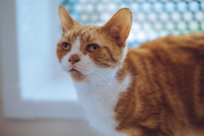 Boy is a five-year-old who was  given up through no fault of his own because his owner could no longer give him the time and care that he needed.  He is a curious fellow who enjoys looking out of the window to see what he can spot. Boy would happily live with children of secondary school age.