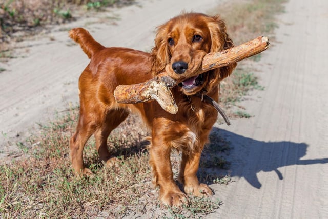 Much-loved family pets, spaniels are the next most at risk type of dog from theft. These playful pups come in a few different breeds, from cockers to springers.
