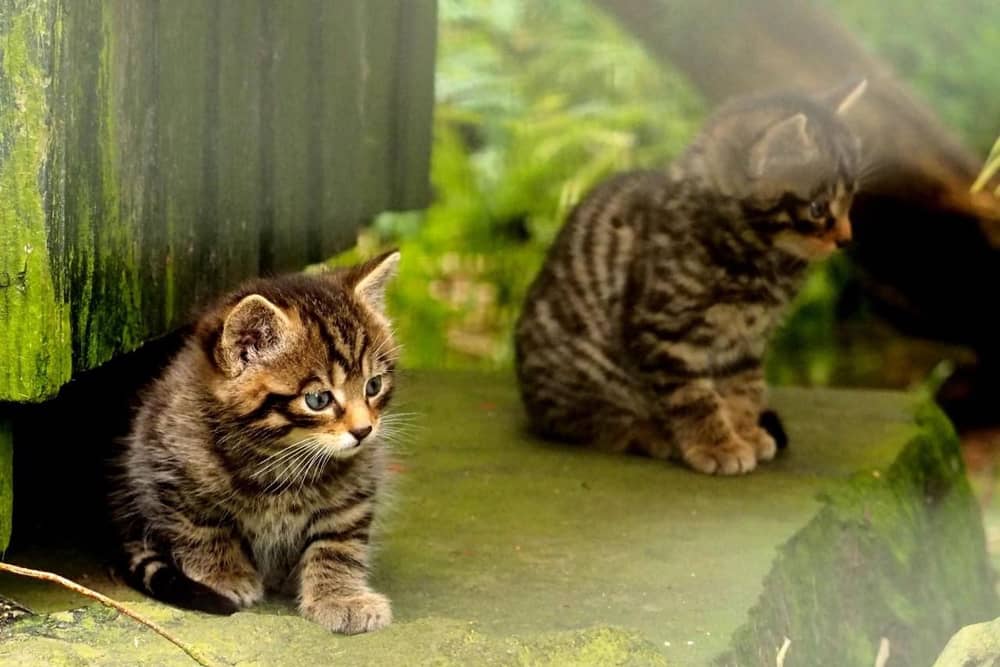 Record breeding year for critically endangered wildcats