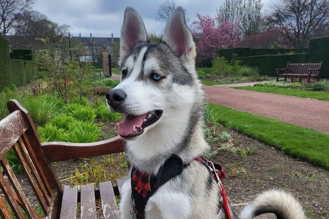 Loki, who is 11 months old, looks like he's ready to get going again after a quick stop for a rest while out on a walk.