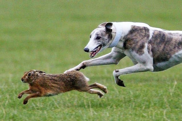 Four men have been convicted of hare coursing in Stirling, Midlothian, East Lothian and the Borders