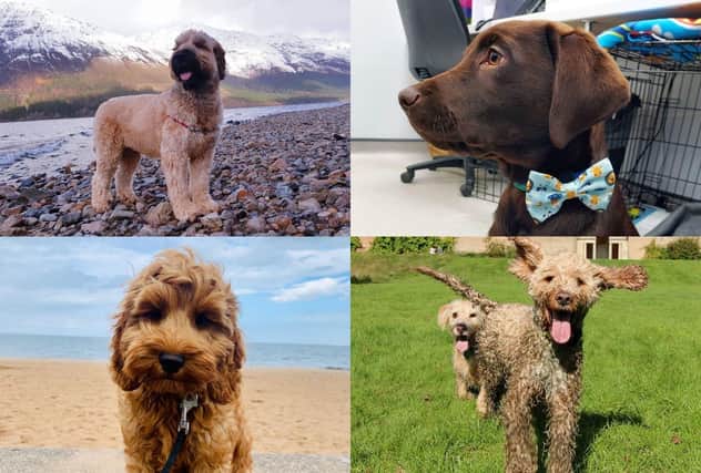 National Dog Day: Meet some of our reader's beautiful pets