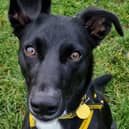 Currently staying at the Dogs Trust West Calder, Nigel is an affectionate and friendly one-year-old pup who would make a great addition to an active home