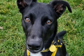 Currently staying at the Dogs Trust West Calder, Nigel is an affectionate and friendly one-year-old pup who would make a great addition to an active home