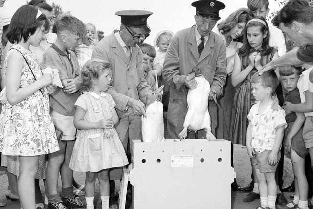 Penguins are packed into boxes to travel to a zoo in Iceland in August 1963.