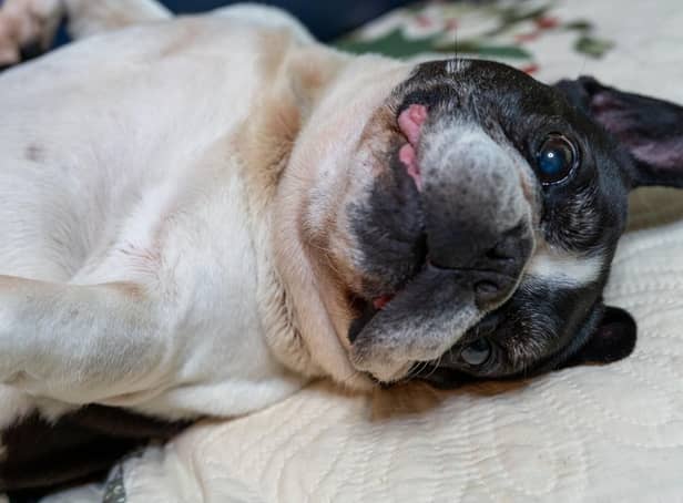 Some dog breeds - like the adorable French Bulldog - are simply more relaxed than others.