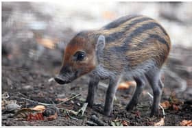 Edinburgh Zoo’s four adorable Visayan warty piglets have now been named by staff. Photo: Edinburgh Zoo